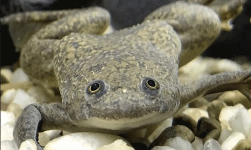 ఆ కప్ప మహిళలకు ప్రెగ్నెన్సీ టెస్ట్ చేస్తుంది!