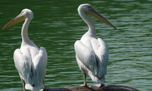 పెలికాన్ పక్షుల ప్రత్యేకత తెలుసా...