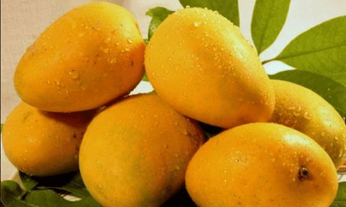 ఎండాకాలపు ప్రత్యేక విందు మామిడి పండు..