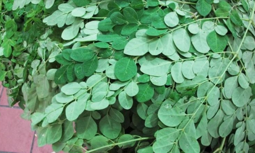 మునగాకుతో 300 వ్యాదులు మాయం