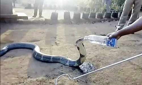 దాహంతో ఉన్న తాచుపాము నోటితో నీరు తాగుతుందా?