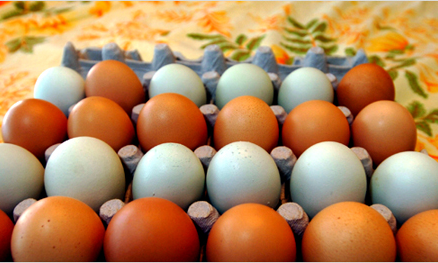 కోడి గుడ్లు ఎక్కువ తింటే ఇక అంతేనట..