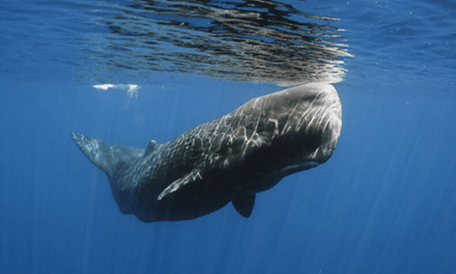 కిలో ఉమ్ము ధర మరీ ఇంతా..?