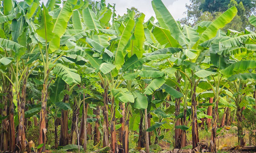 అకాల వర్షం.. అరటి రైతులకు అపార నష్టం ... అకాల వర్షం.. అరటి రైతులకు అపార నష్టం ...