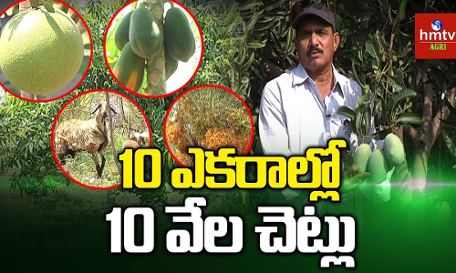 ఉద్యాన పంటల సాగుతో రైతుకు ఏడాది పొడవునా ఆదాయం ఉద్యాన పంటల సాగుతో రైతుకు ఏడాది పొడవునా ఆదాయం