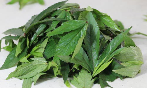 మానవ శరీరానికి సహజ ఔషధం గోంగూర