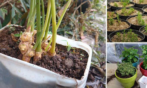 మట్టి లేకుండా మెుక్కలు పెంచవచ్చు