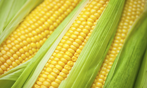 ఇవి తింటే కీళ్లనొప్పులు మటుమాయం