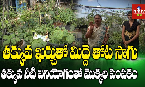 తక్కువ ఖర్చుతో మిద్దె తోట సాగు తక్కువ ఖర్చుతో మిద్దె తోట సాగు