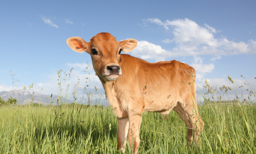 దూడను వధించినందుకు..గుజరాత్ కోర్టు సంచలన తీర్పు