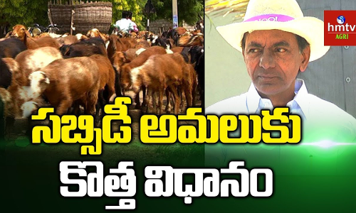 తెలంగాణ రాష్ట్రంలో గొర్రెలు, బర్రెలకు ఇక టెండర్లు తెలంగాణ రాష్ట్రంలో గొర్రెలు, బర్రెలకు ఇక టెండర్లు