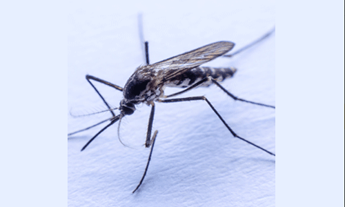 అలా చేస్తే ఇంటి నుంచి దోమలు పరార్!