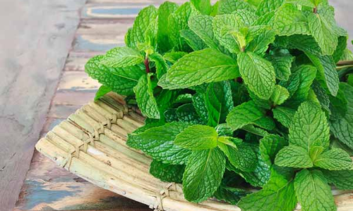 పుదీనా ఓ దివ్యౌషధం..