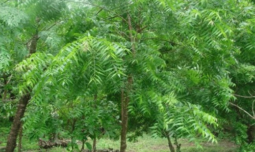 వేపను భారతీయులు ఎక్కువగా ఎందుకు ఉపయోగిస్తారు..!