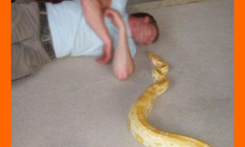 పాముల్ని ప్రేమించాడు.. పాము కాటుకు మరణించాడు!