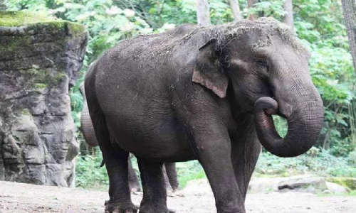 తల్లి ప్రేమ: బిడ్డను కాపాడి తాను బలైంది!