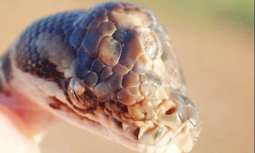 మూడు కళ్లున్న పాము.. మూడు కళ్లున్న పాము..