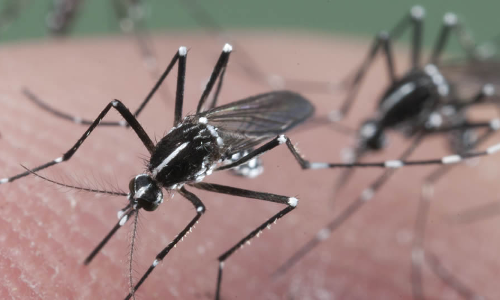 దోమలు రాకుండా ఉండాలంటే ఈ చిట్కాలు పాటించండి దోమలు రాకుండా ఉండాలంటే ఈ చిట్కాలు పాటించండి