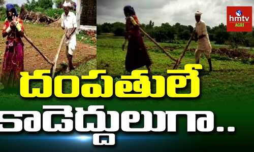 వృద్ధ దంపతులను కాటేసిన పేదరికం వృద్ధ దంపతులను కాటేసిన పేదరికం