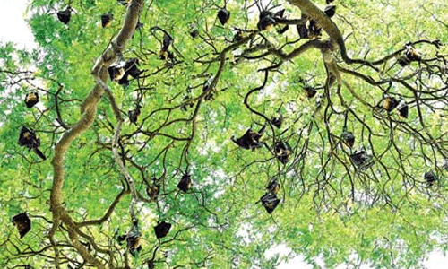 గబ్బిలాలే వారి గ్రామ దేవత!