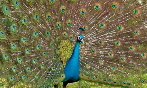 నెమళ్ల వల్ల ఇబ్బందులు పడుతున్న ప్రజలు!