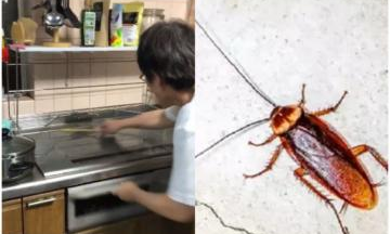 కిచెన్లో బొద్దింకలు పోవాలంటే... కిచెన్లో బొద్దింకలు పోవాలంటే...