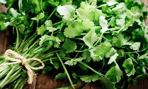 కొత్తిమీర వల్ల ఇన్ని ప్రయోజనాలా..! కొత్తిమీర వల్ల ఇన్ని ప్రయోజనాలా..!