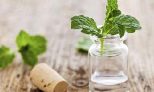 పుదీనా అకుల పేస్ట్‌తో ఎన్ని ఉపయోగాలో..