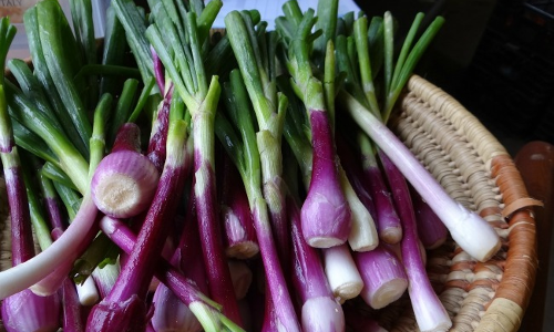 ఉల్లికాడ ఎంత మంచిదో... ఉల్లికాడ ఎంత మంచిదో...