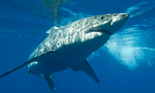 మనుషులపై దాడి చేసే షార్క్‌లు ఇవే..!