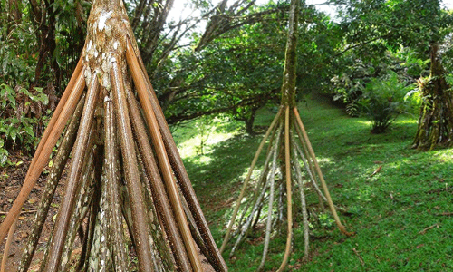 ఆ చెట్టు నడుస్తుందట!