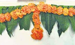 ప్రతీ శుభకార్యంలో మావిడాకులు ఉండాల్సిందే ఎందుకు?