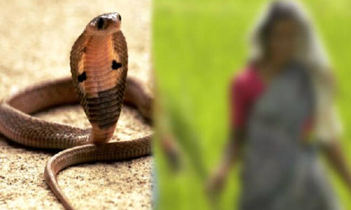 పాముకాటుకు గురై మహిళ మృతి.. భయాందోళనలో అక్కడి ప్రజలు..