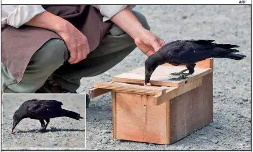 ఆ పార్కులో కాకులే చెత్త ఎత్తే కార్మికులు ఆ పార్కులో కాకులే చెత్త ఎత్తే కార్మికులు