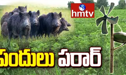 అడవి పందుల గుండేల్లో దడపుట్టిస్తున్న యంత్రం అడవి పందుల గుండేల్లో దడపుట్టిస్తున్న యంత్రం