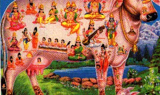 గోమాత.. సకల దేవతల నిలయం