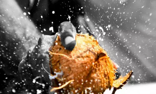 దేవుడికి కొబ్బరికాయ ఎందుకు కొడతారు?