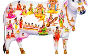 గోవు వల్ల వైద్య ప్రయోజనాలు ఎన్నో!!