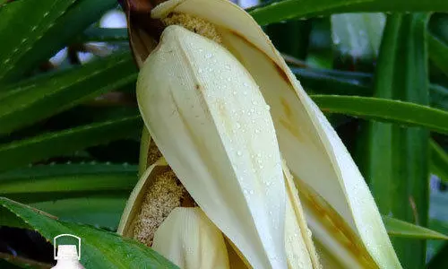 మొగలిపూవును పూజలో ఎందుకు పెట్టరు?