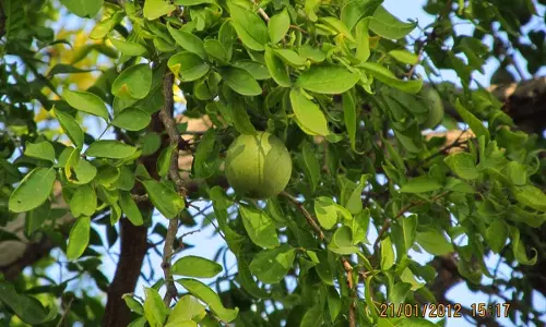 బిల్వ వృక్షం ఎక్కడ పుట్టింది?