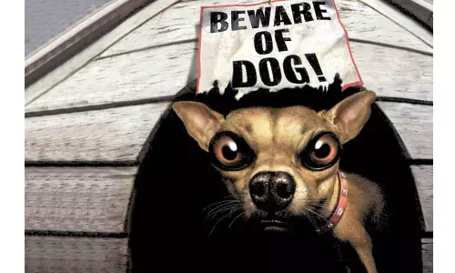 అల్లుడా మజాకా...