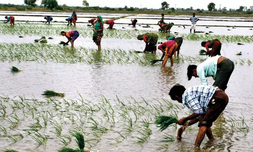 జలానందంలో మునిగితేలుతున్న రాయలసీమ రైతులు