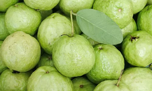 జామ పండుతో ఎన్ని ప్రయోజనాలో..