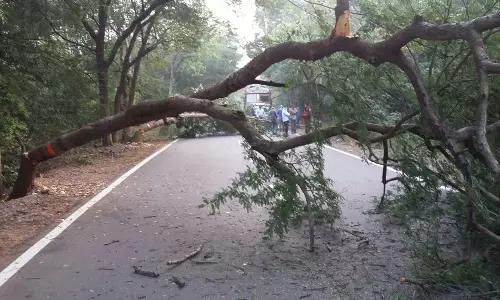 మరోసారి మావోయిస్టుల అలజడి.. చెట్లను నరికి..