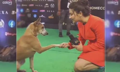 నటి అదితి భాటియాకి ఇంటర్వ్యూ ఇచ్చిన కుక్క! నటి అదితి భాటియాకి ఇంటర్వ్యూ ఇచ్చిన కుక్క!