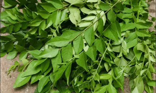 కరివేపాకు వలన ఆ సమస్యలు తగ్గే అవకాశం కరివేపాకు వలన ఆ సమస్యలు తగ్గే అవకాశం