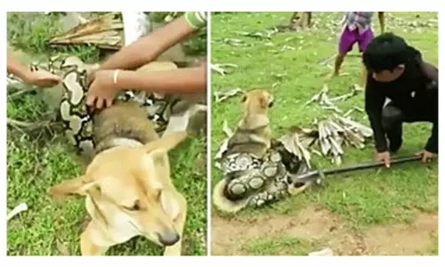 కొండచిలువతో పారాడిన ముగ్గురు చిన్నారులు, వైరల్ వీడియో