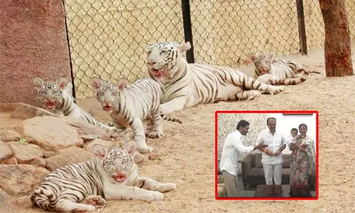 పులిపిల్లలకు సీఎం జగన్, మంత్రి బాలినేని ఆయన మనవడి పేర్లు..