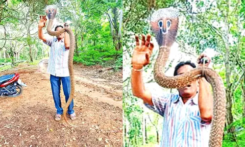 తిరుమల నడక మార్గంలోని నరసింహస్వామి గుడివద్ద భారీ నాగుపాము..