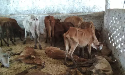 గోశాలలో 22 ఆవులు మృతి ... 52 ఆవులను రక్షించిన వైద్యులు